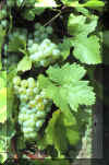 wein_rieslingxsilvaner.jpg (45976 Byte)