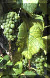wein silvaner.jpg (138834 Byte)