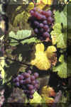 wein traminer.jpg (127607 Byte)